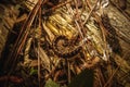 A centipede rolls on the old bark broken tree on the pine forest Royalty Free Stock Photo