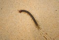 Centipede on sand. Royalty Free Stock Photo