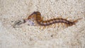 Centipede, Scolopendra eats gecko on the sand