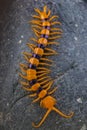 Centipede / Scolopendra hardwickei