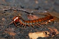 Centipede on mossy tree Madagascar wildlife