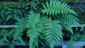 Centipede type fern plant that grows on the wall of the house