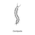 Centipede vector icon.Line vector icon isolated on white background centipede.