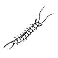 Centipede.Vector illustration of an insect. A Doodle style sketch . Isolated object on a white background. Ink drawing of wildlife
