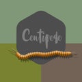 Centipede Vector Worm