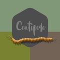 Centipede Vector Worm Royalty Free Stock Photo