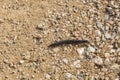 Centipede walking down the land, Chilopoda