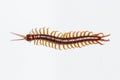 Centipede on white background