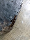 Centipede On Wood