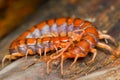 Centipede on wood in tropical garden