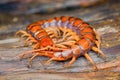 Centipede on wood in tropical garden