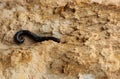 Centipede worm in the sand Royalty Free Stock Photo