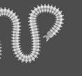 Centipede Worm Vector Royalty Free Stock Photo
