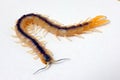 Centipedes arthropod