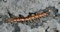 Brown Centipede - Lithobius species - Macro Royalty Free Stock Photo