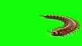 Centipedes on green screen, 3D animation, seamless loop