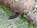 Centipedes are predatory arthropods belonging to the class Chilopoda of the subphylum Myriapoda Royalty Free Stock Photo