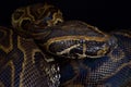 Central African rock python Python sebae Royalty Free Stock Photo