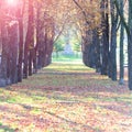 Central alley in autumn park