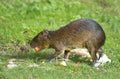 Central American Agouti