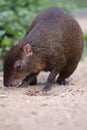 Central american agouti