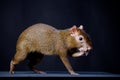 Central American agouti on black Royalty Free Stock Photo
