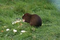 Central American Agouti - Dasyprocta punctata Royalty Free Stock Photo