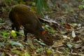 Central American agouti - Dasyprocta punctata brown mammal, rodent from the family Dasyproctidae, its range is from Mexico through