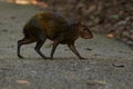 Central American agouti - Dasyprocta punctata brown mammal, rodent from the family Dasyproctidae, its range is from Mexico through