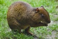 Central American agouti Dasyprocta punctata Royalty Free Stock Photo