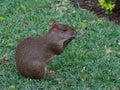 A Central American Agouti Dasyprocta punctata feeding 