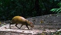 Central American agouti Dasyprocta punctata Royalty Free Stock Photo