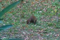 Wildlife: Central American Agouti is a small mammal but an important seed disperser