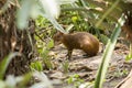 Central American agouti (Dasyprocta punctata) Royalty Free Stock Photo