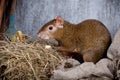 Central American agouti Royalty Free Stock Photo