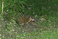 Central American Agouti