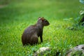 Central American agouti Dasyprocta punctata. Wildlife animal. Royalty Free Stock Photo