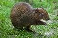 Central American agouti (Dasyprocta punctata) Royalty Free Stock Photo