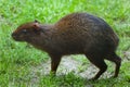 Central American agouti (Dasyprocta punctata) Royalty Free Stock Photo