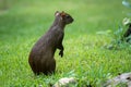 Central American agouti Dasyprocta punctata. Wildlife animal. Royalty Free Stock Photo