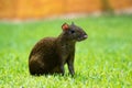 Central American agouti Dasyprocta punctata. Wildlife animal.