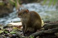 Central American Agouti Dasyprocta punctata. Wildlife animal. Royalty Free Stock Photo