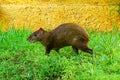 Central American agouti Dasyprocta punctata. Wildlife animal. Royalty Free Stock Photo