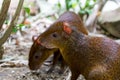 Central American Agouti Pair Royalty Free Stock Photo