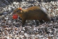 Central American Agouti with tomato