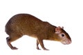 Central American agouti on white Royalty Free Stock Photo