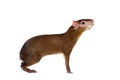 Central American agouti on white Royalty Free Stock Photo