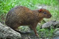 Central American agouti (Dasyprocta punctata) Royalty Free Stock Photo