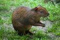 Central American agouti (Dasyprocta punctata) Royalty Free Stock Photo