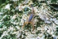 Central American Bark Scorpion (centurioides margaritatus